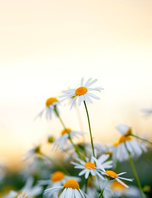 pascale combes bien etre a beziers