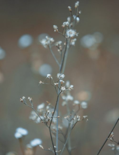 Site web Pascale Combes Sophrologie Beziers