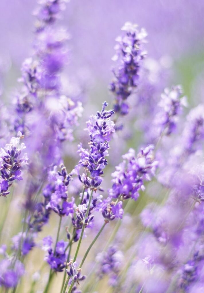 Site web Pascale Combes Sophrologie Beziers